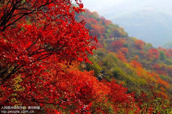 11月5日，河省许昌市禹州鸠山镇红叶谷的红叶进入观赏佳期，吸引众多游客前来登山赏景。